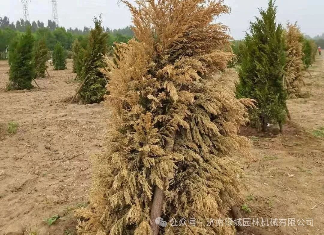 DƬ