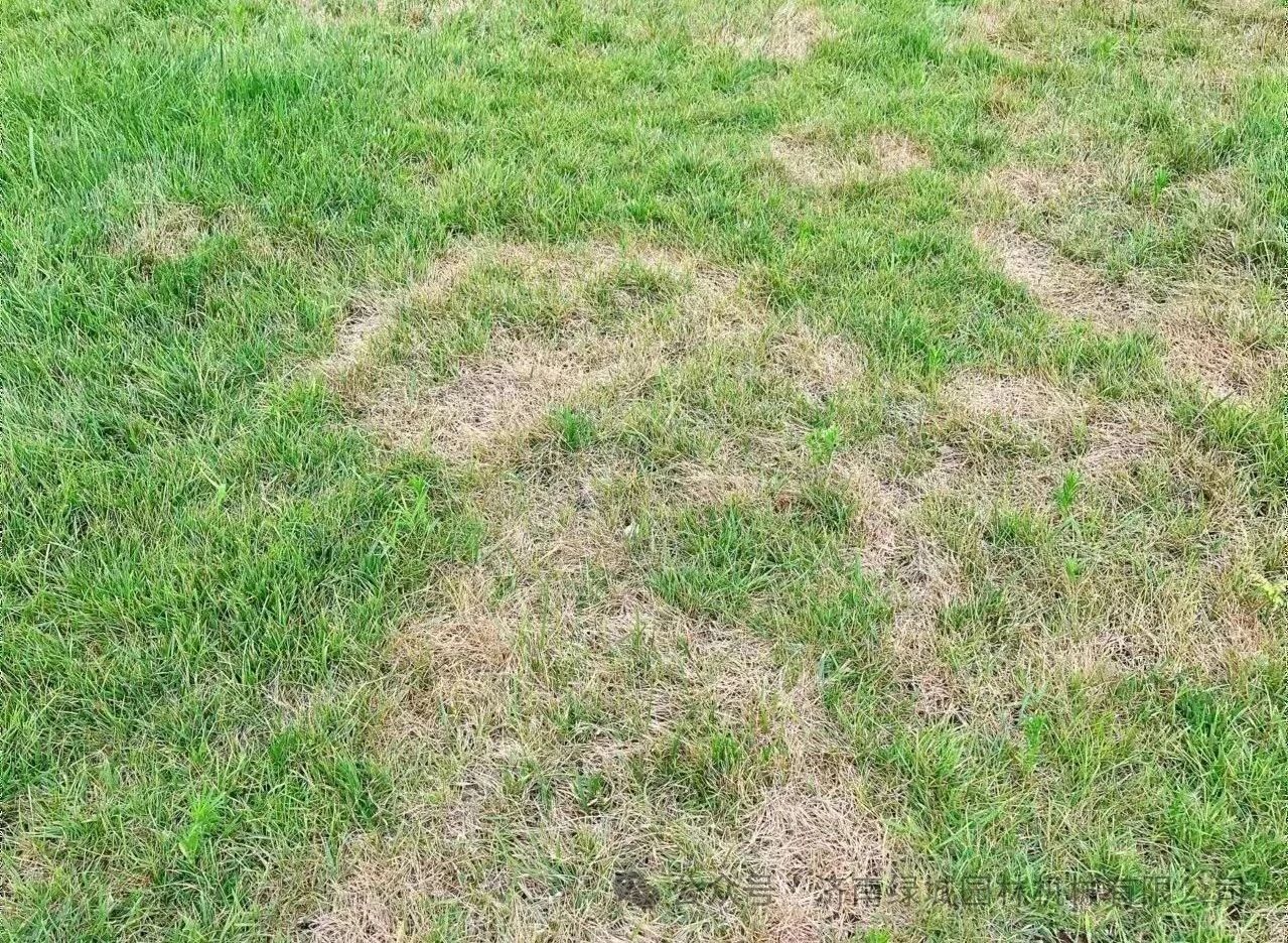 DƬ