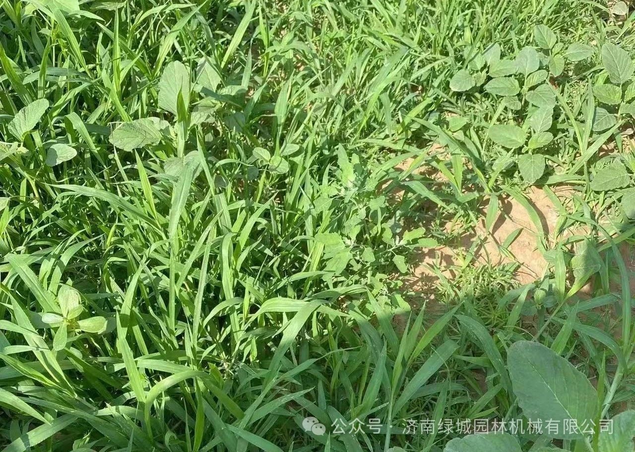 DƬ